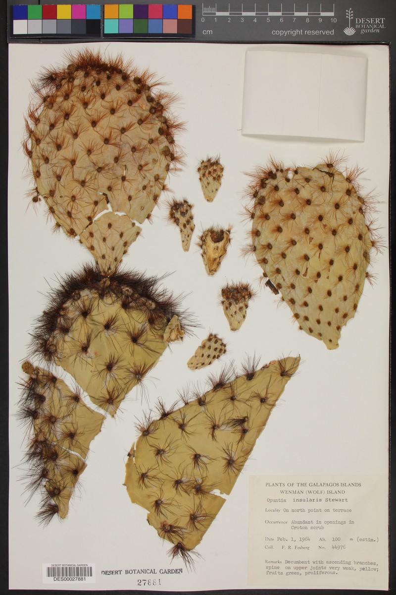 Opuntia galapageia var. insularis