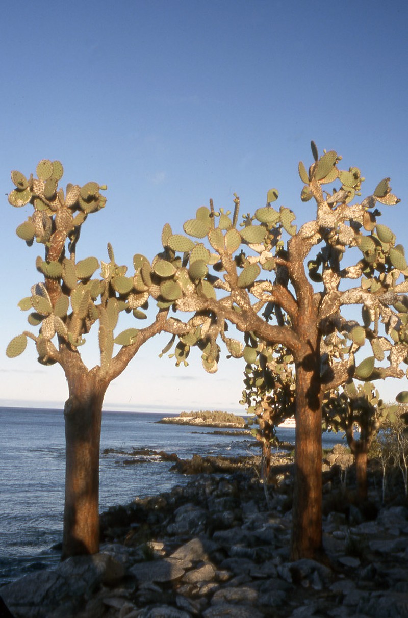 Opuntia galapageia var. myriacantha