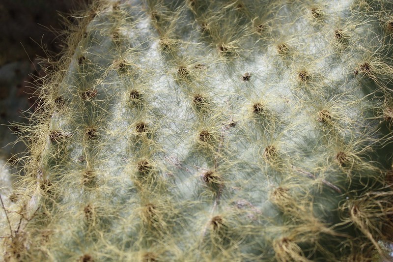Opuntia galapageia var. myriacantha photo 2