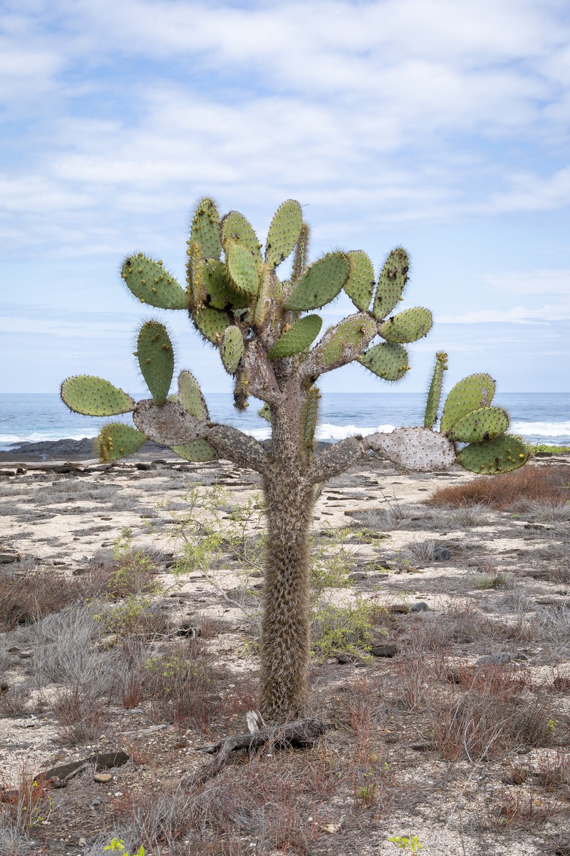 Opuntia galapageia var. profusa