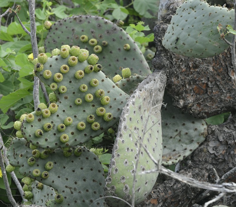 Opuntia galapageia var. profusa photo 2