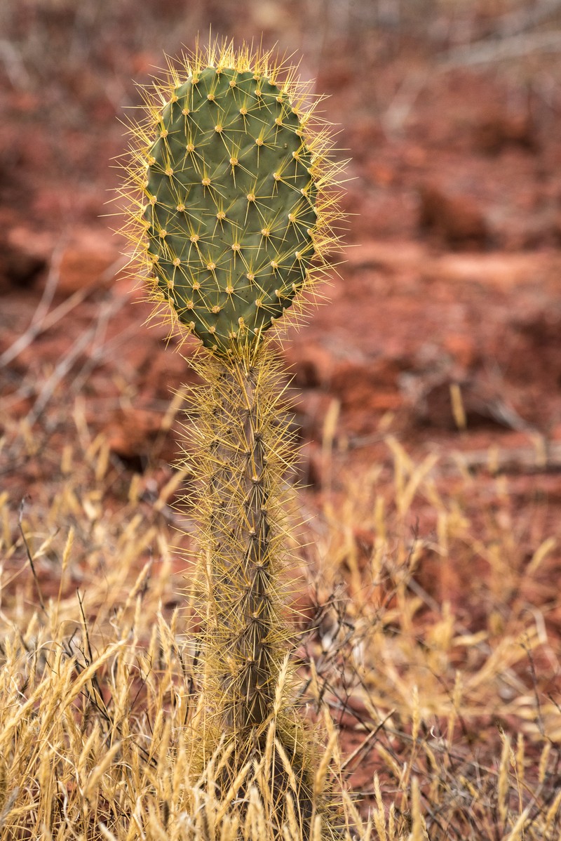 Opuntia galapageia var. profusa photo 3