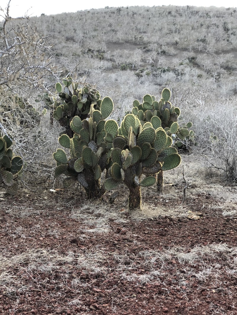 Opuntia galapageia var. profusa photo 4