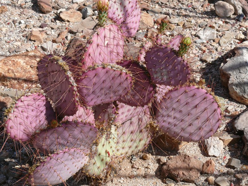 Violet Pricklypear