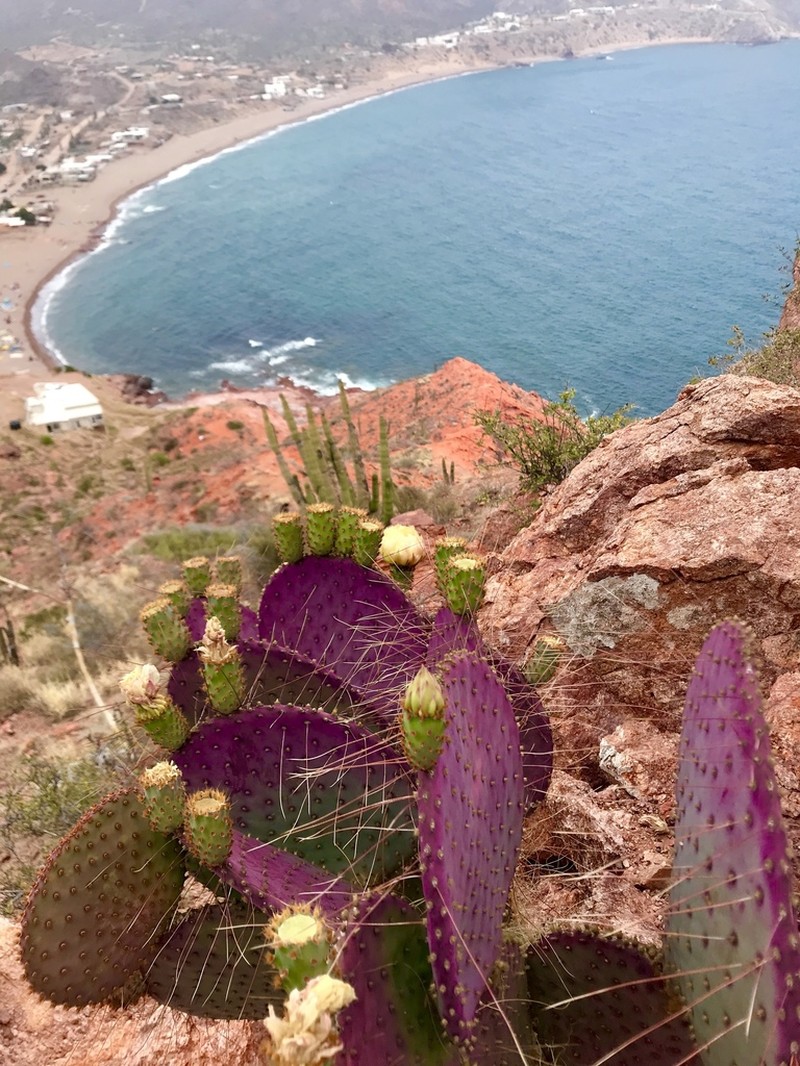 Santa Rita Pricklypear photo 4