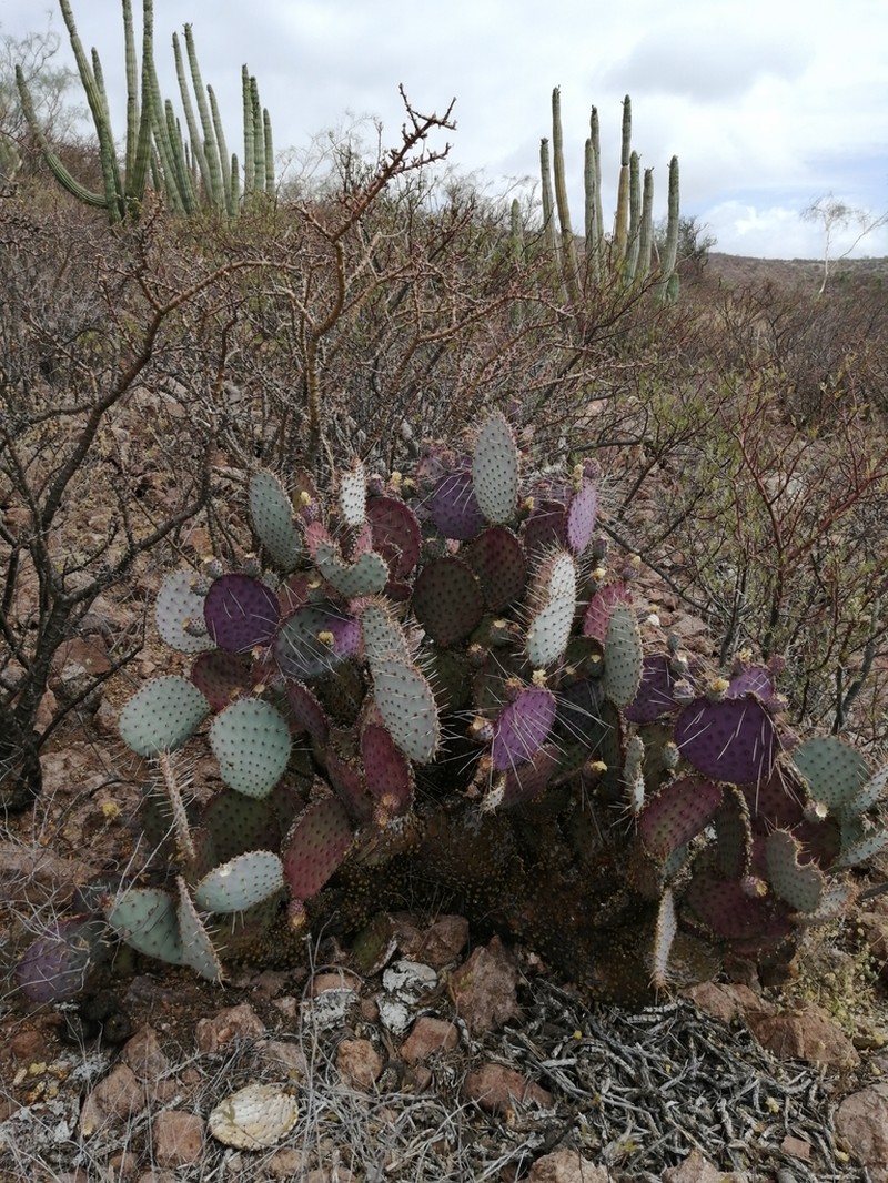 Santa Rita Pricklypear photo 6