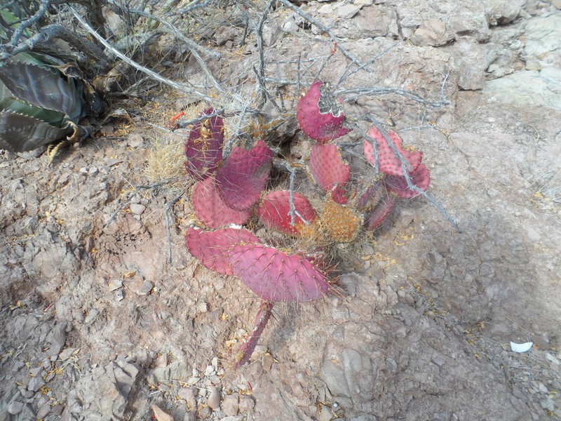 Santa Rita Pricklypear photo 8