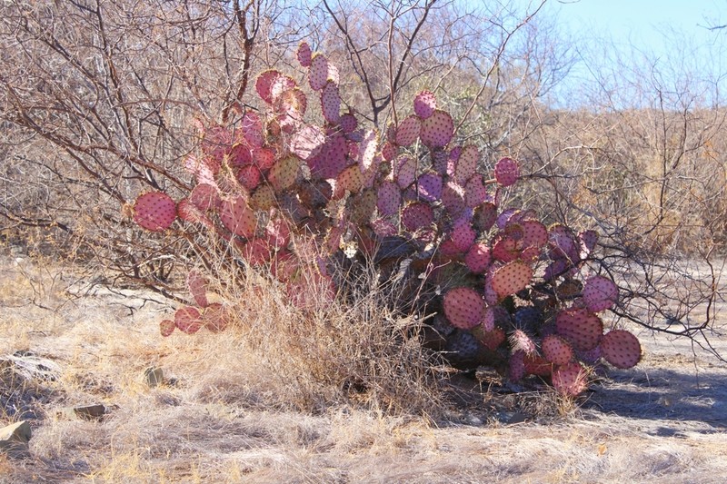 Violet Pricklypear photo 2