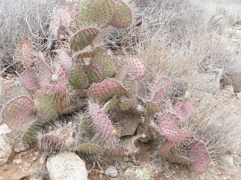 Violet Pricklypear photo 4