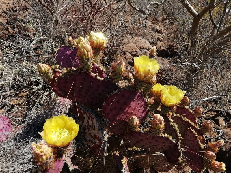 Violet Pricklypear photo 6