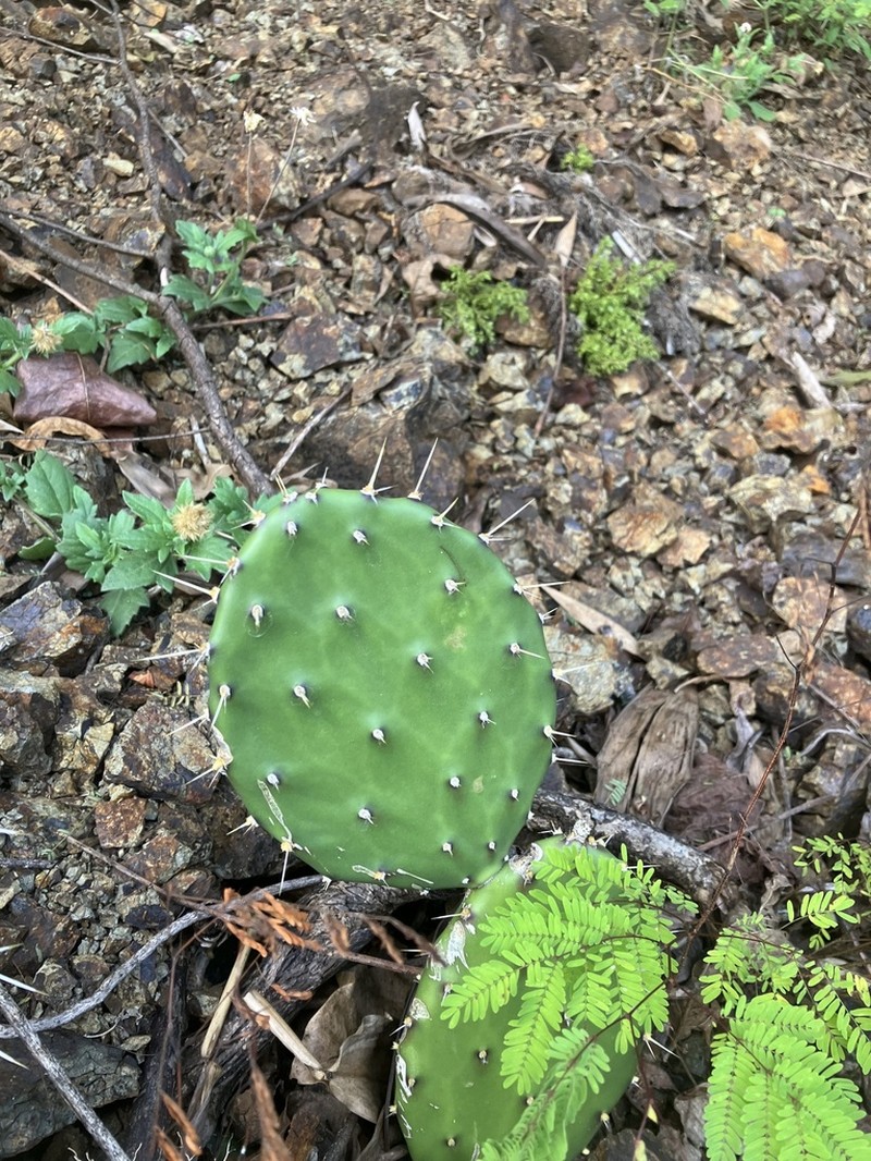 Opuntia guatemalensis photo 2