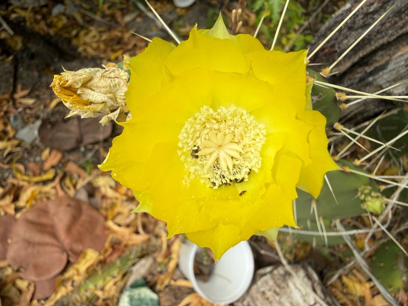 Opuntia guatemalensis photo 3