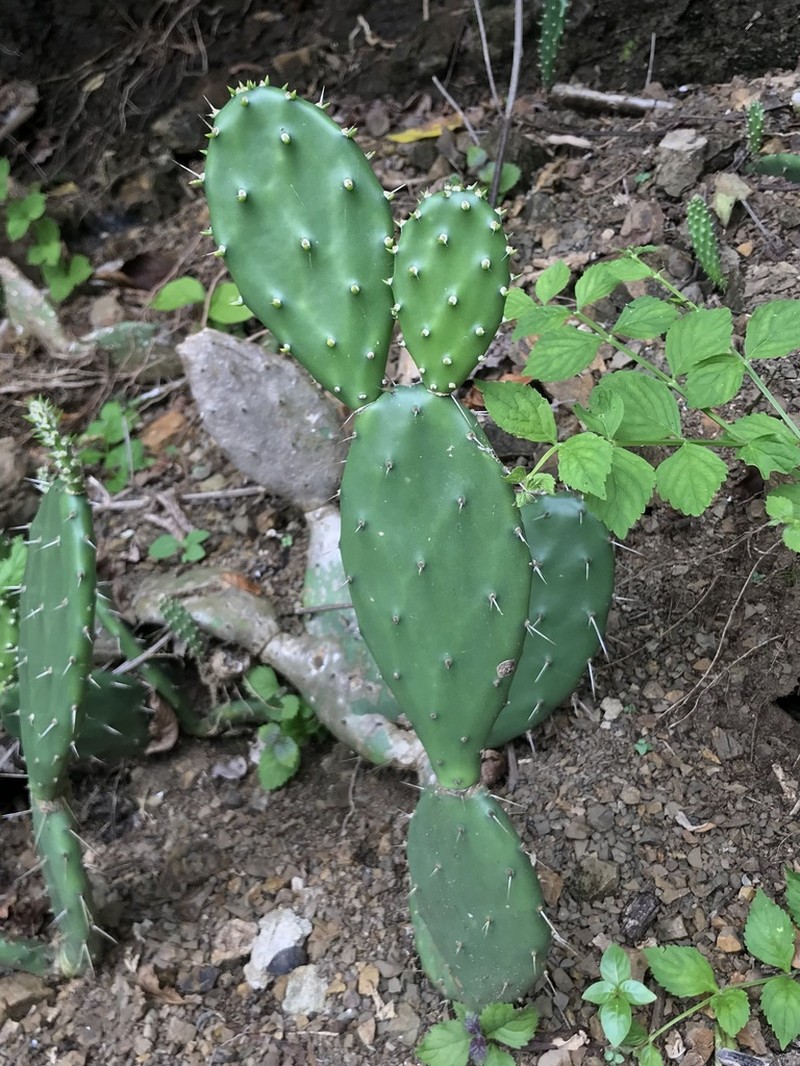 Opuntia guatemalensis photo 4