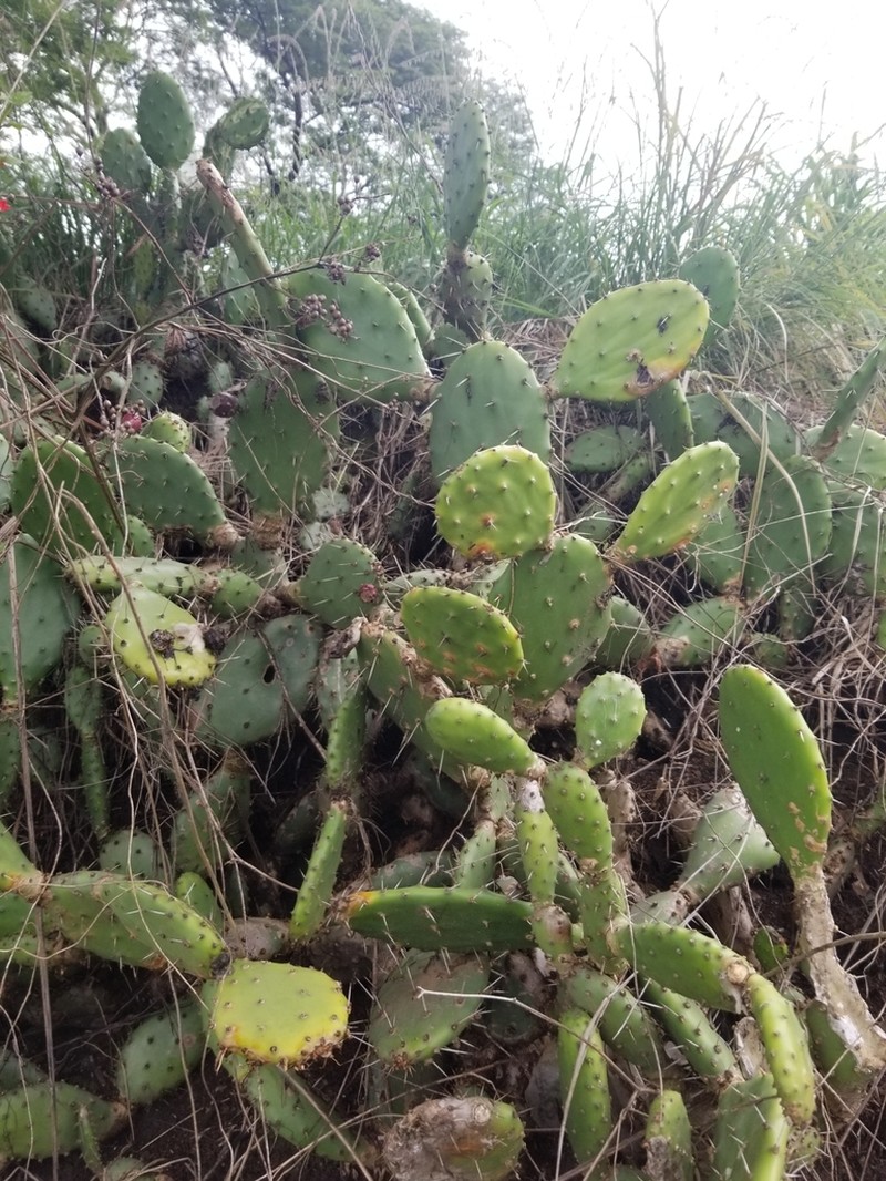 Opuntia guatemalensis photo 5