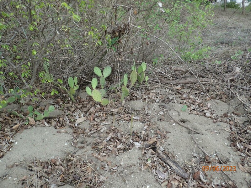 Opuntia guatemalensis photo 6
