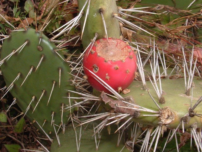 Opuntia guatemalensis photo 7