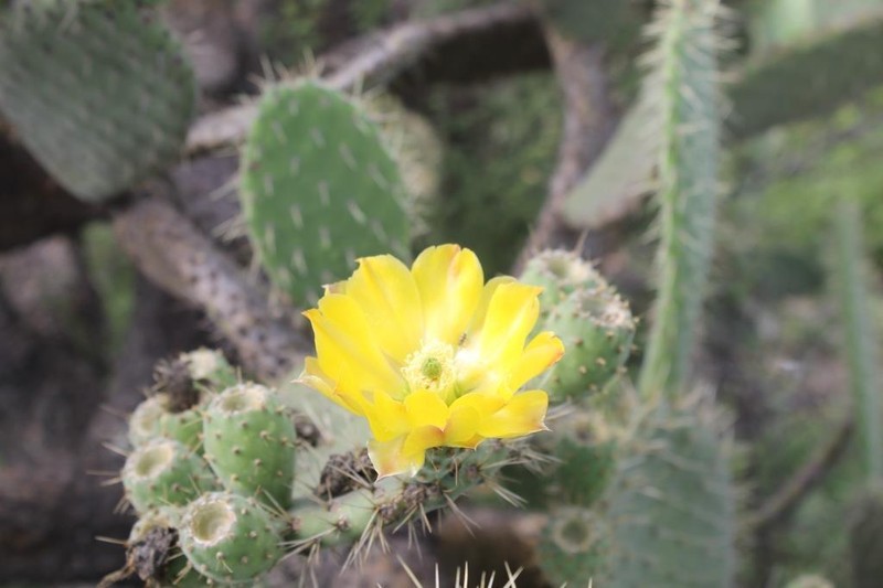 Opuntia guilanchi