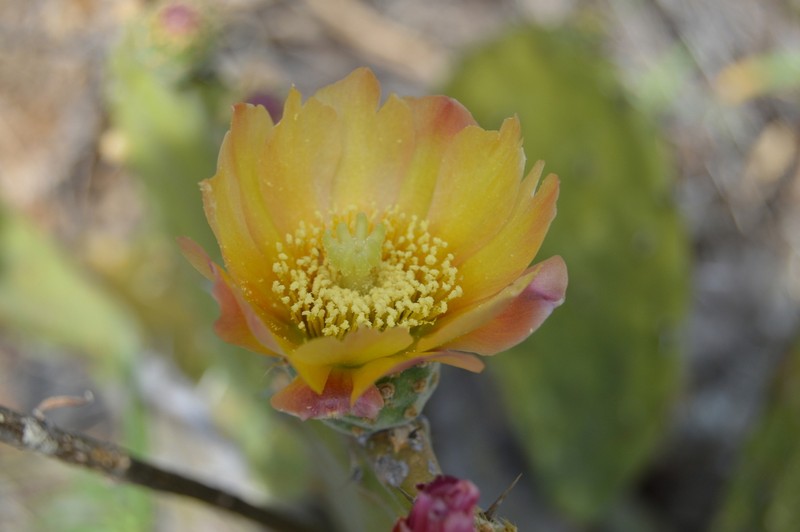 Opuntia guilanchi photo 2