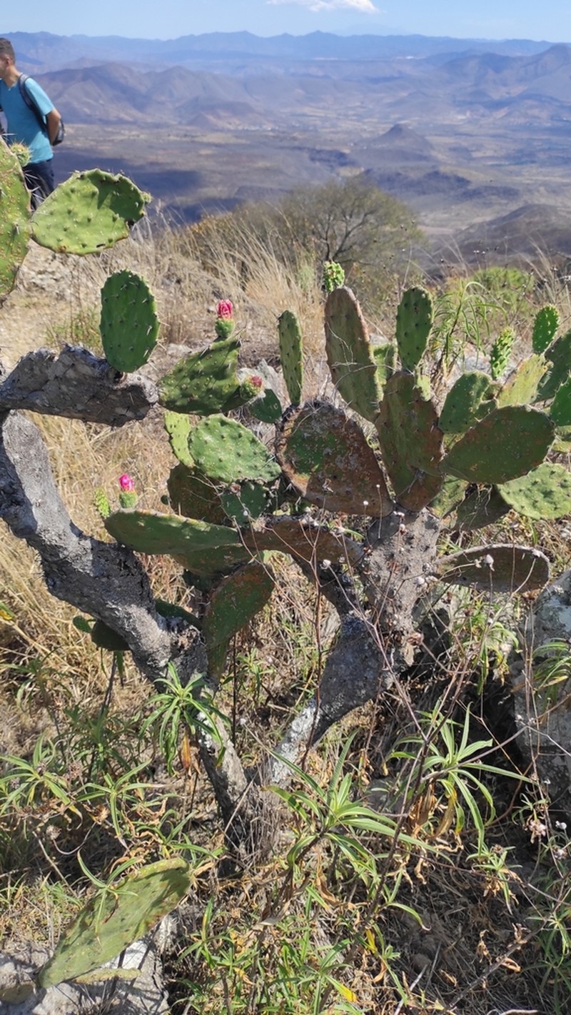 Opuntia guilanchi photo 3