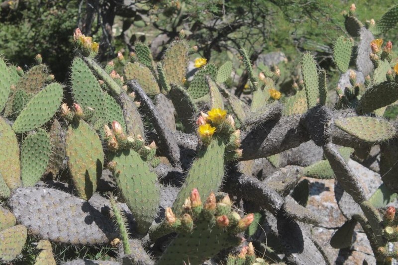 Opuntia guilanchi photo 4