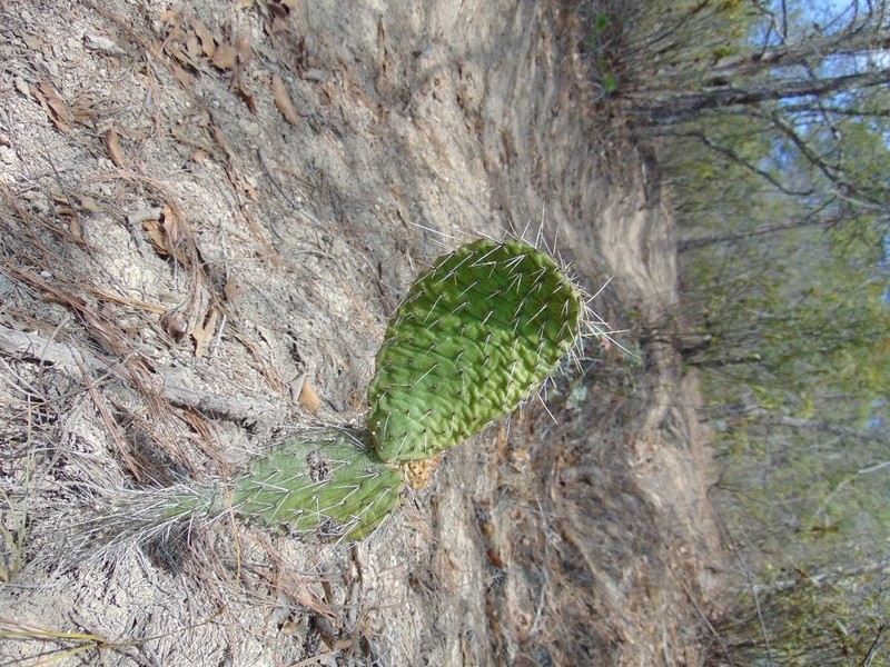 Opuntia guilanchi photo 5