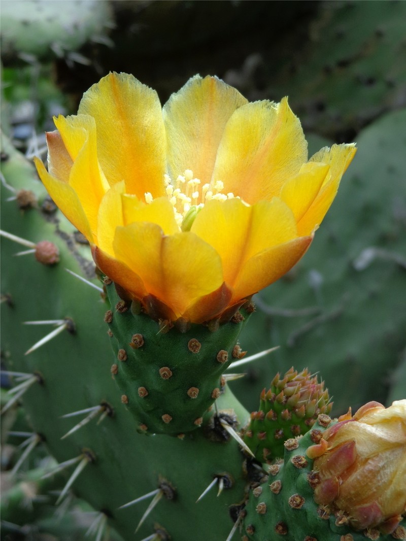 Opuntia guilanchi photo 6