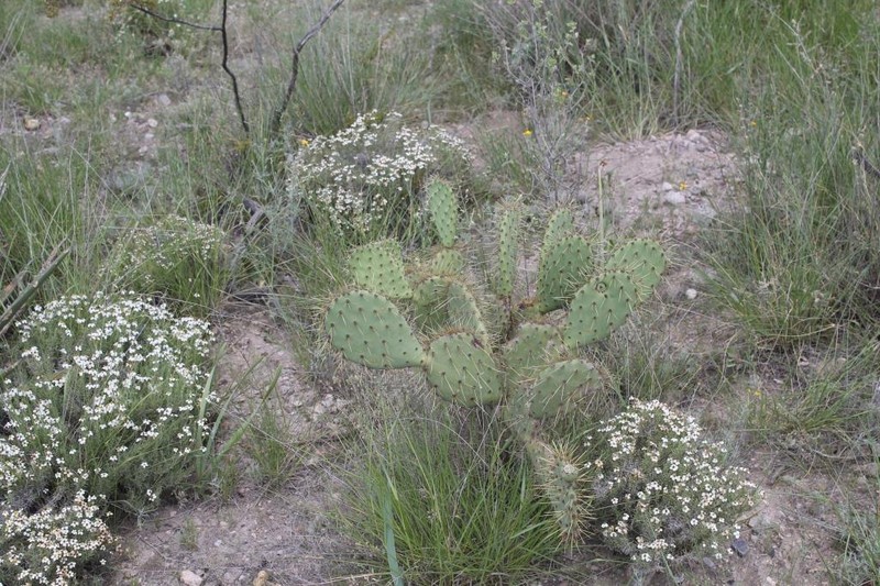 Opuntia guilanchi photo 7