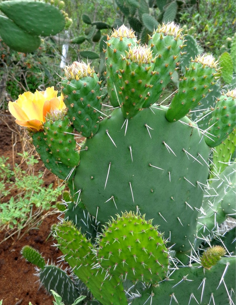Opuntia guilanchi photo 8