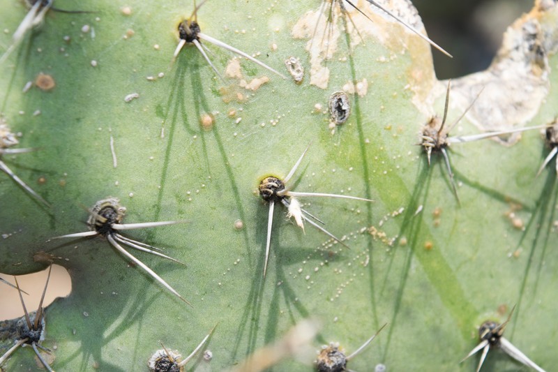 Opuntia hitchcockii photo 2