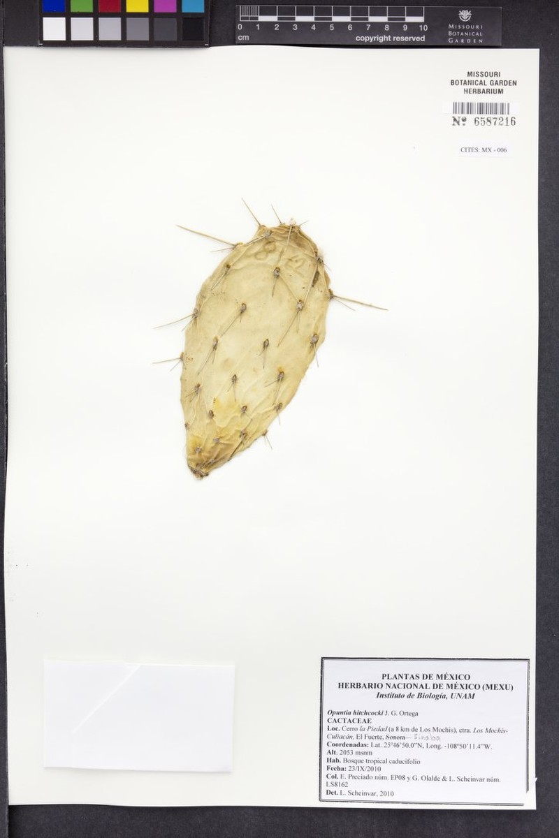 Opuntia hitchcockii photo 3