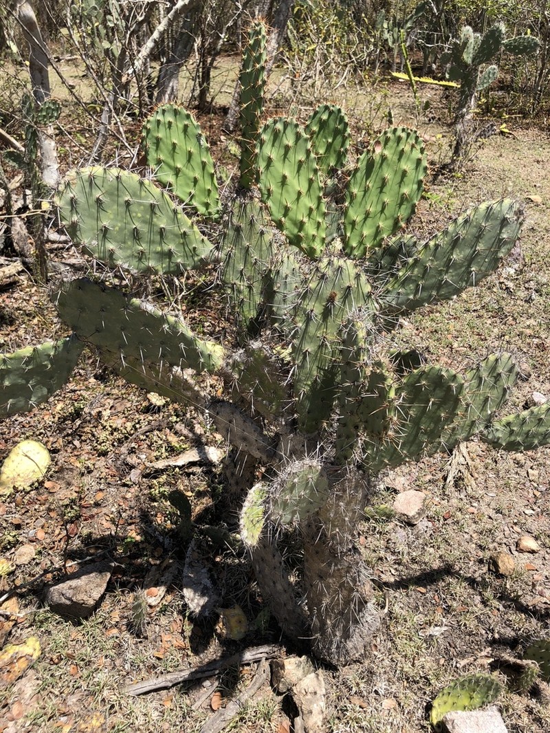 Opuntia hondurensis