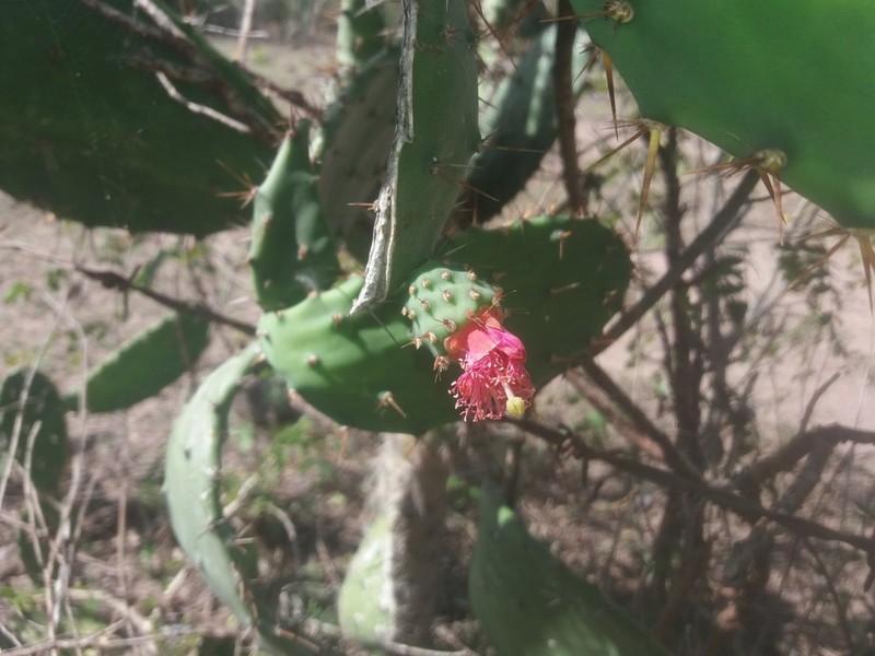 Opuntia hondurensis photo 2