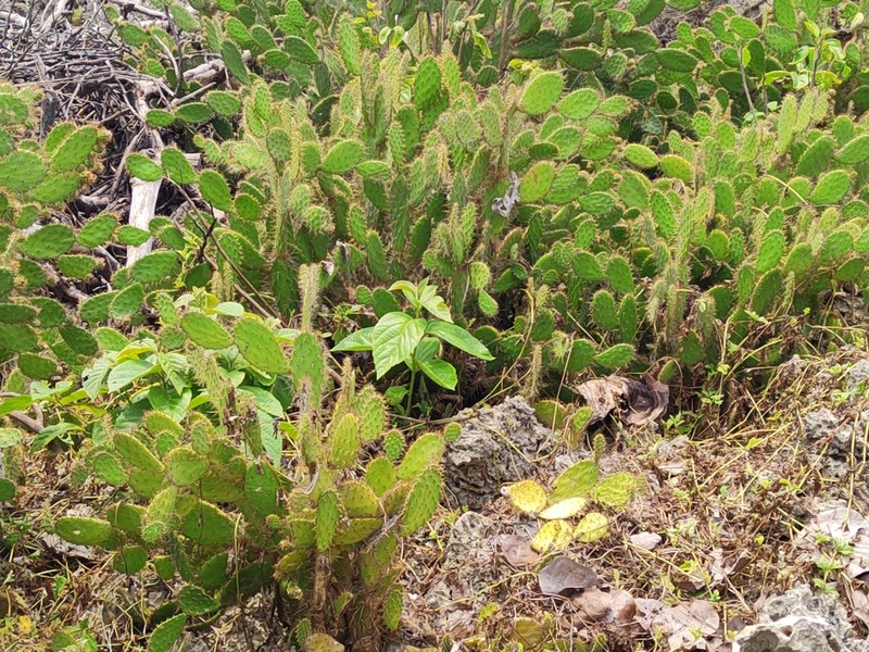 Opuntia hondurensis photo 3