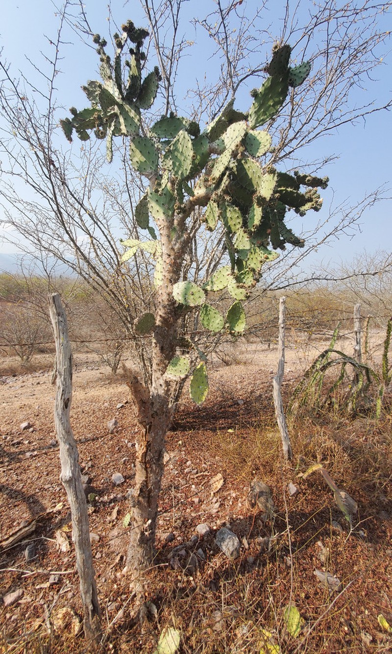 Opuntia hondurensis photo 4