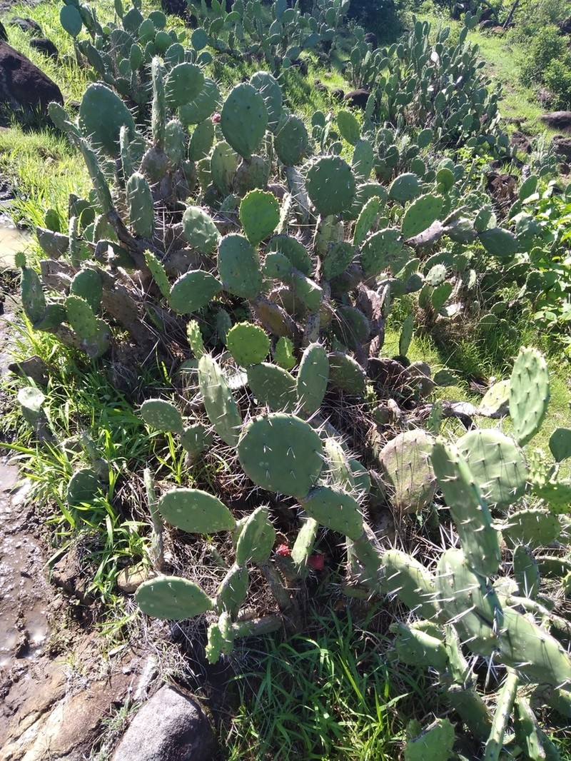 Opuntia hondurensis photo 5
