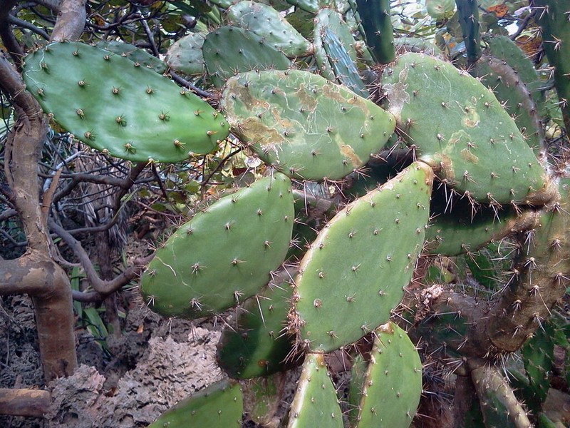 Opuntia hondurensis photo 6