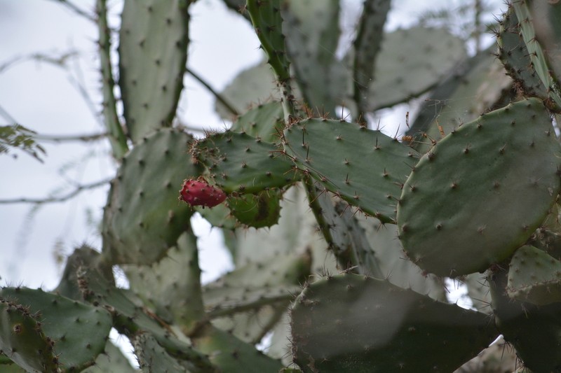 Opuntia hondurensis photo 7