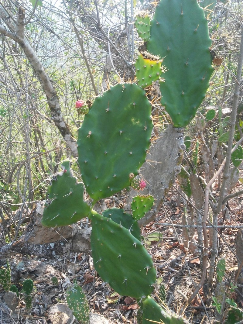 Opuntia hondurensis photo 8