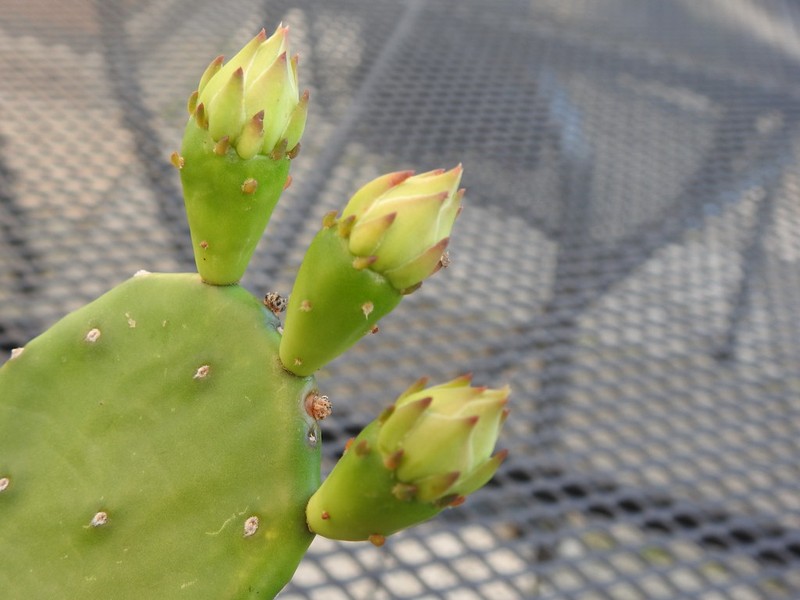 Opuntia howeyi photo 2