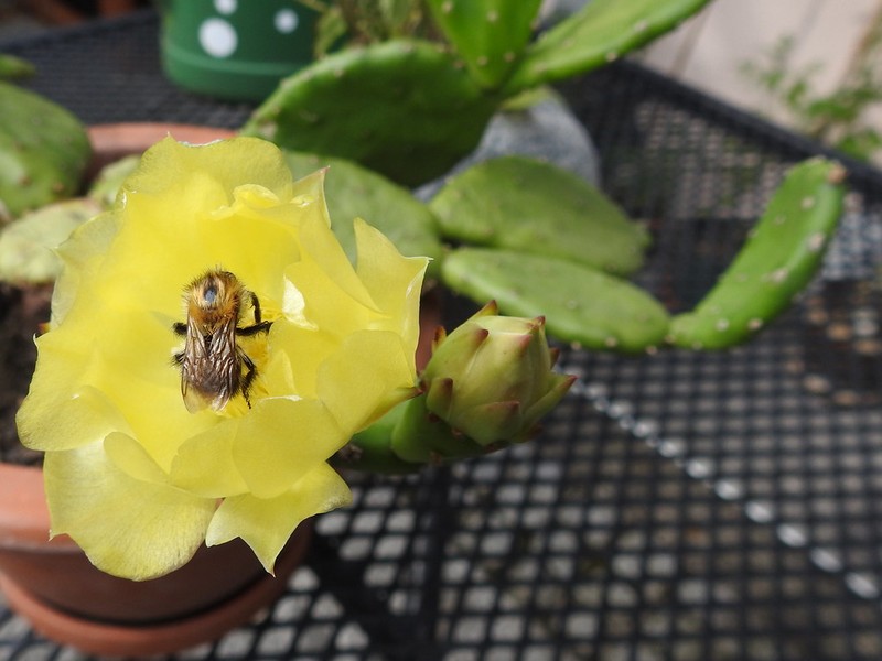 Opuntia howeyi photo 3