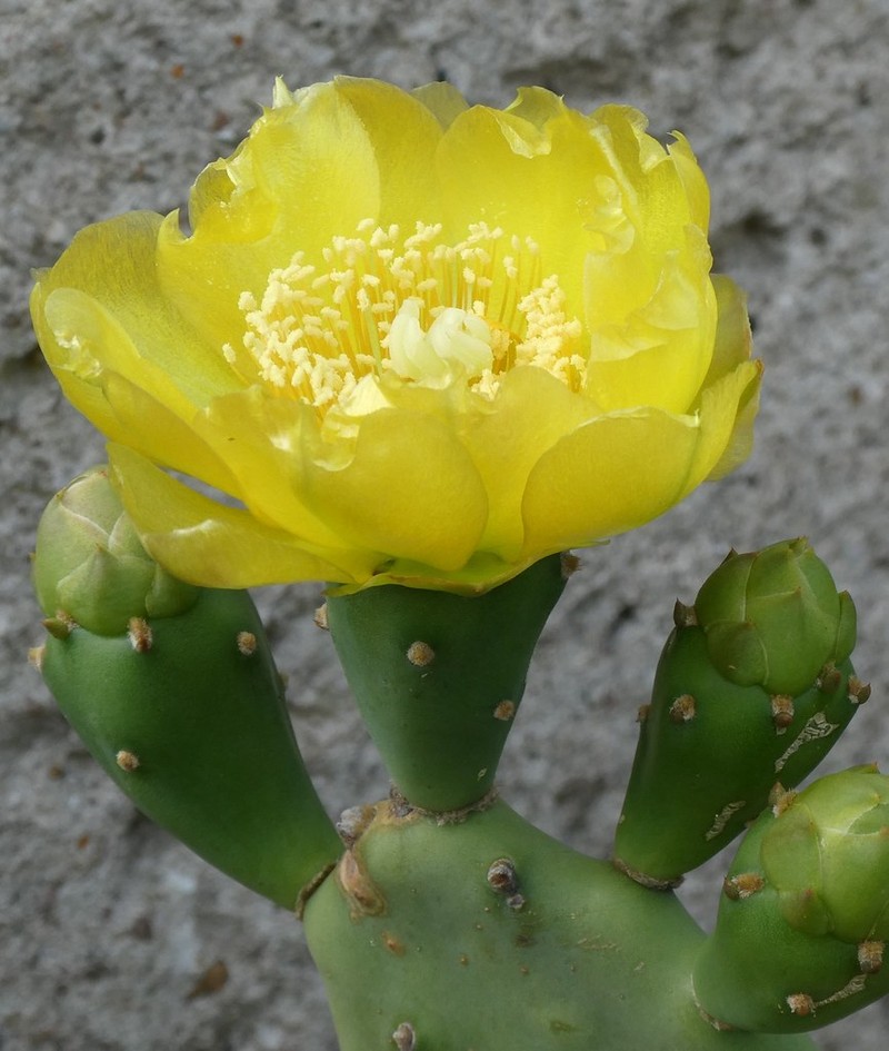 Opuntia howeyi photo 4