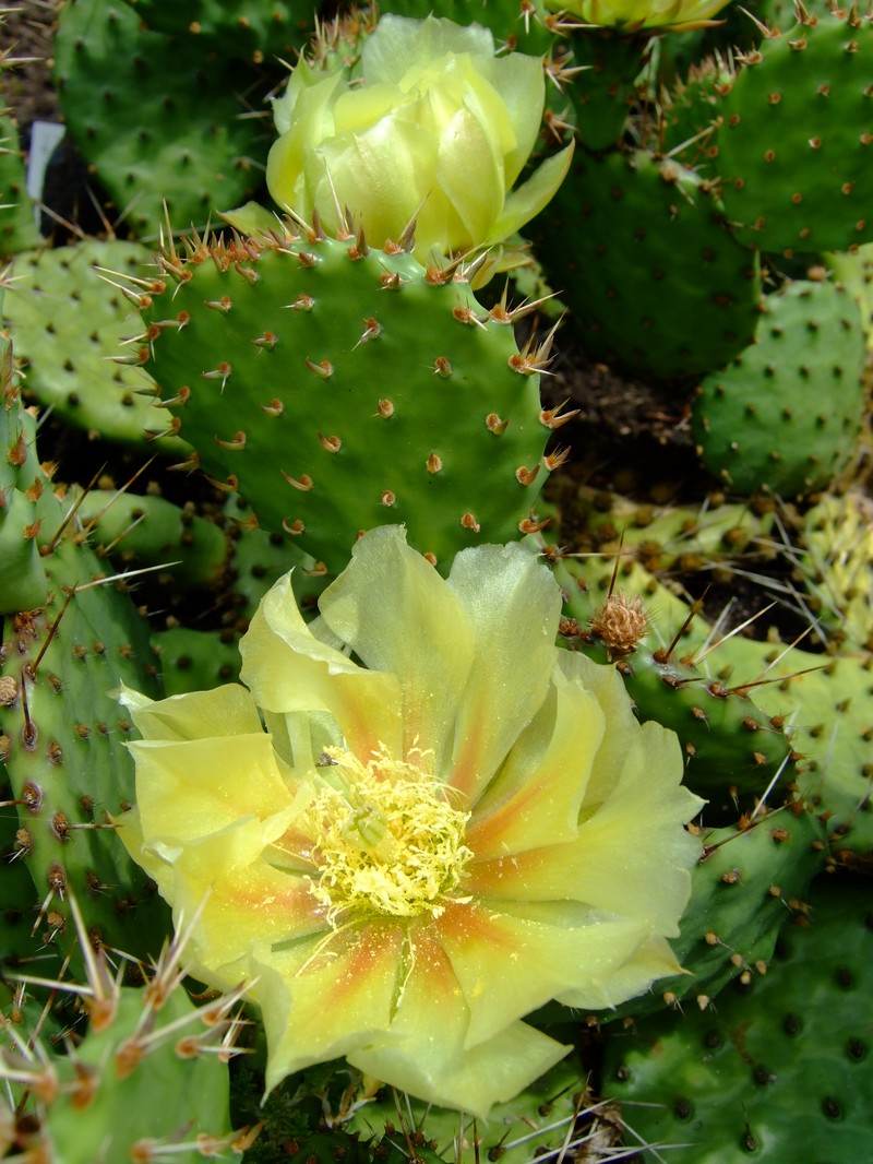 Opuntia howeyi photo 6