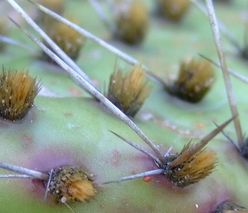 Opuntia howeyi photo 7