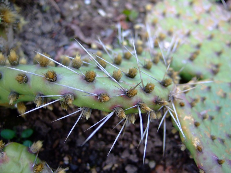 Opuntia howeyi photo 8