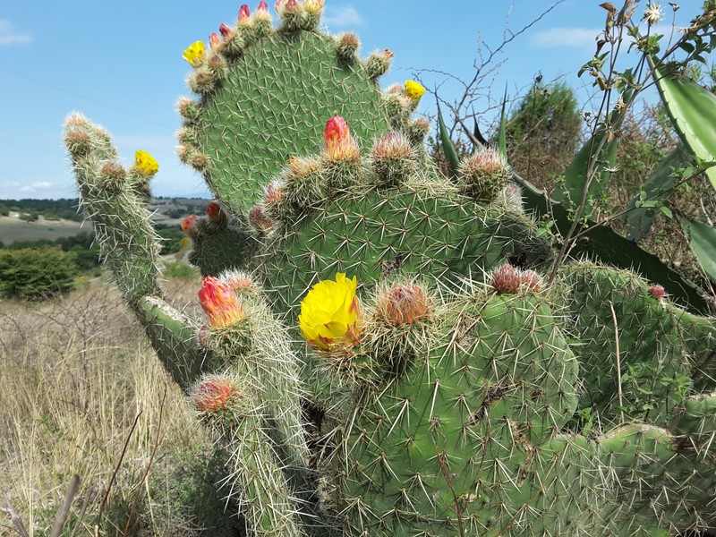 Opuntia huajuapensis