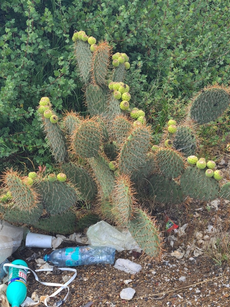 Opuntia huajuapensis photo 2