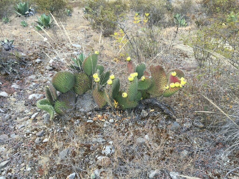 Opuntia huajuapensis photo 3