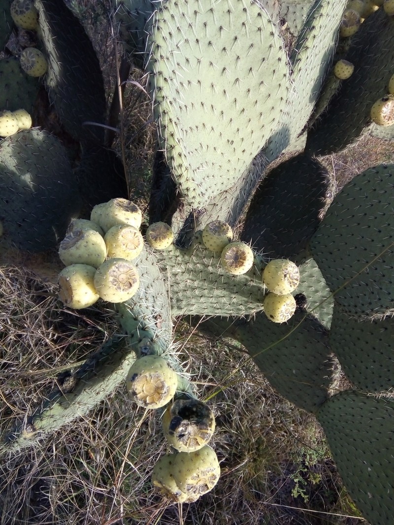 Opuntia huajuapensis photo 4