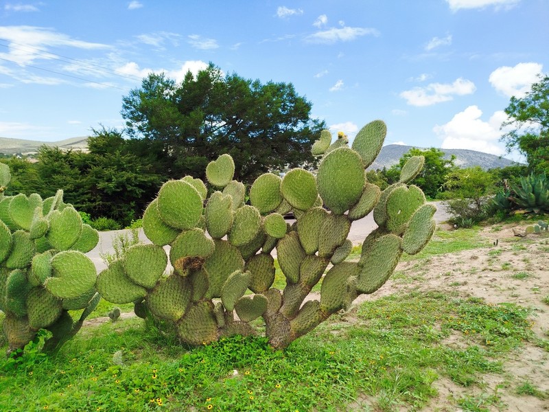 Opuntia huajuapensis photo 5