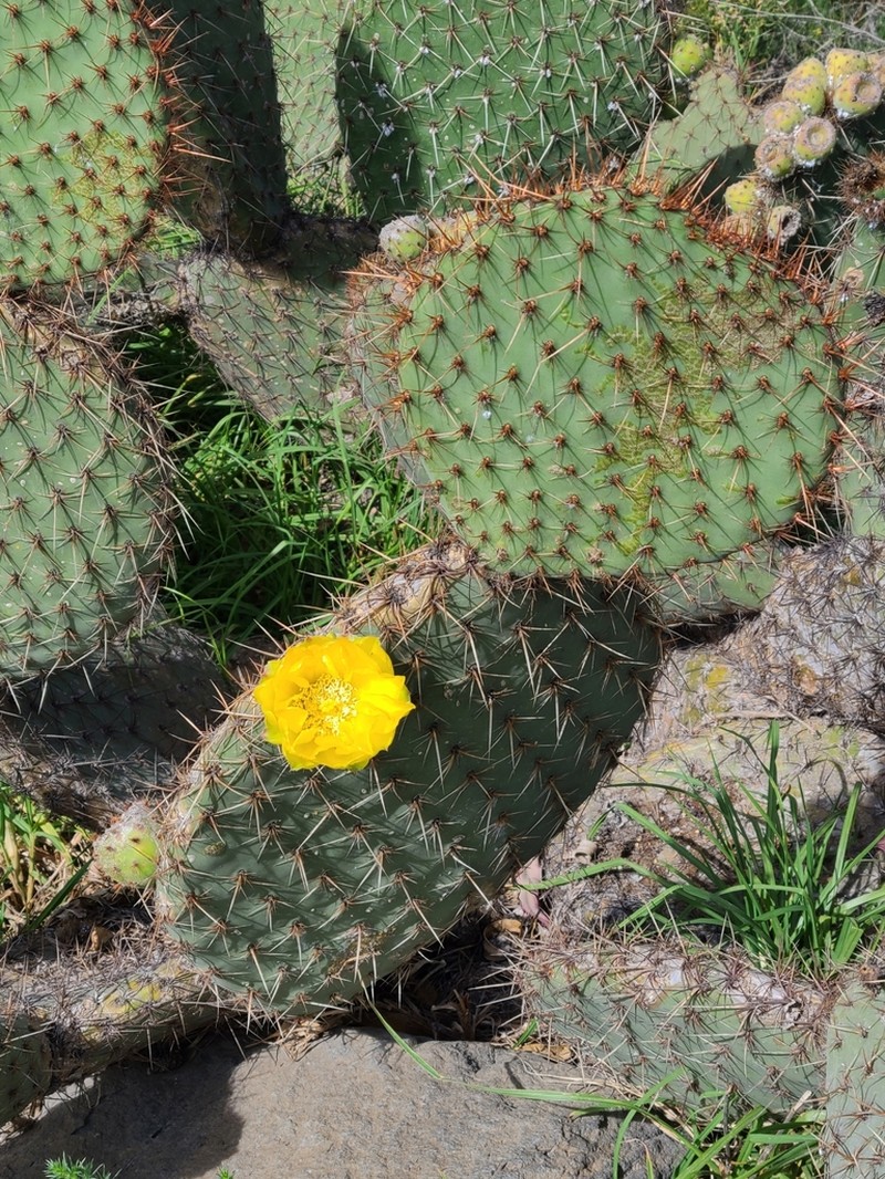 Opuntia huajuapensis photo 6